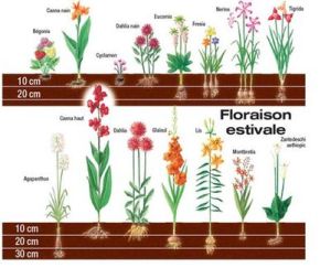 profondeur-plantation-bulbe-floraison-estivale